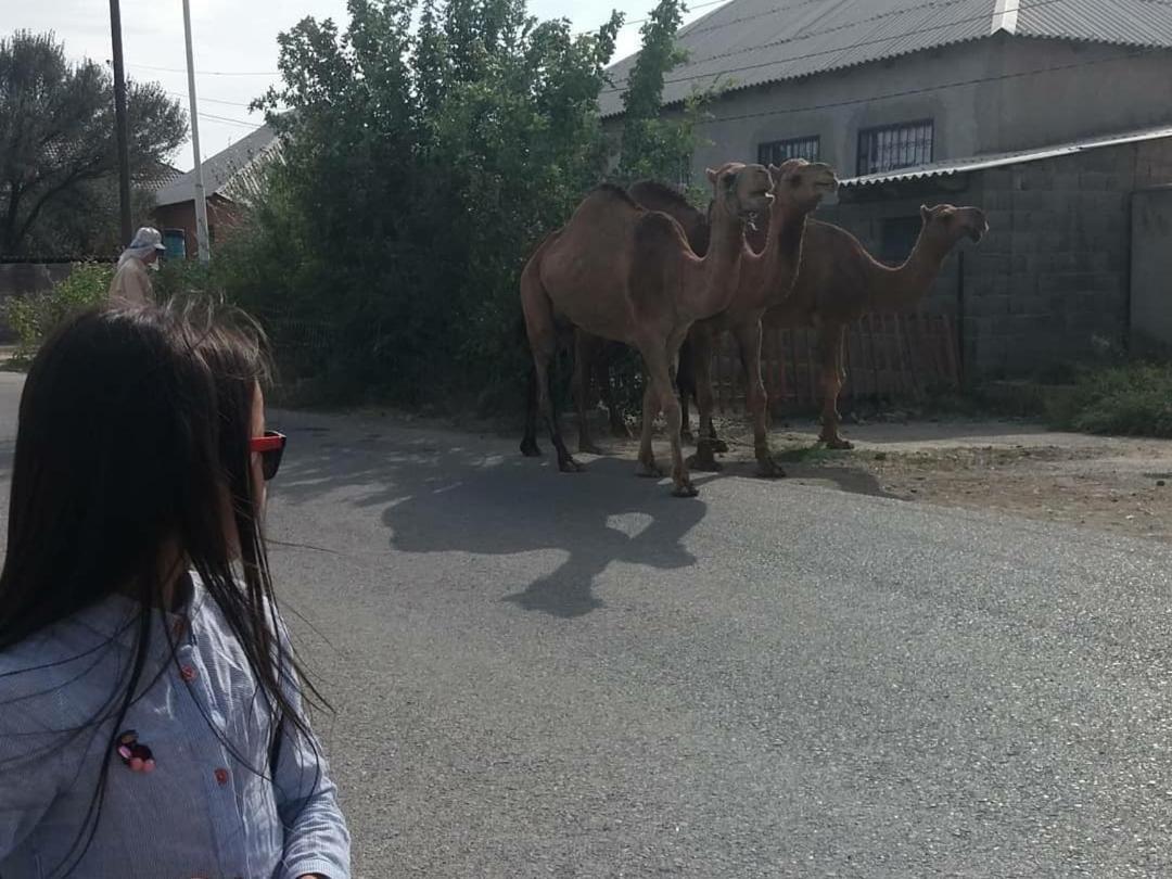 Vip Hostel Turkistan Екстериор снимка
